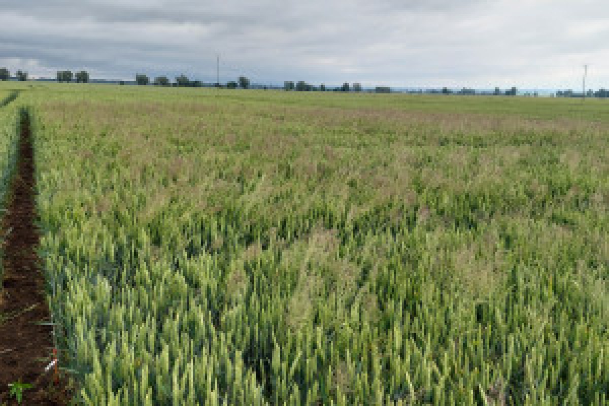wheat field weeds