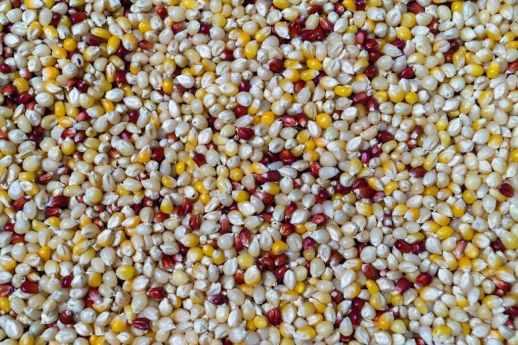 corn kernels