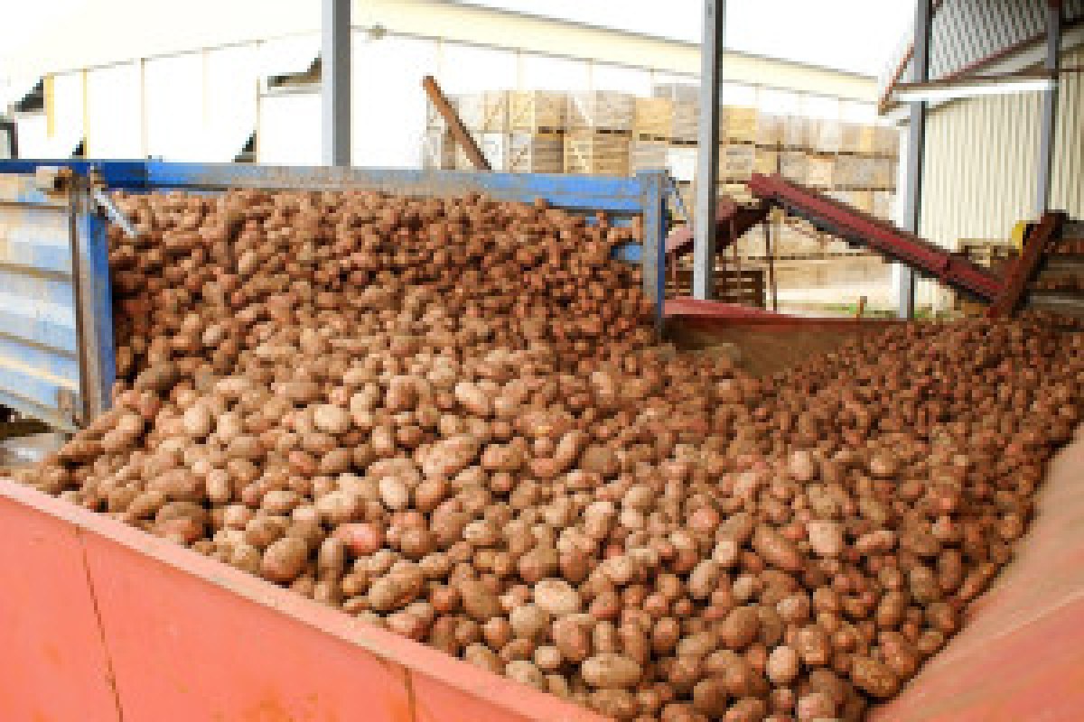 potato field inspection