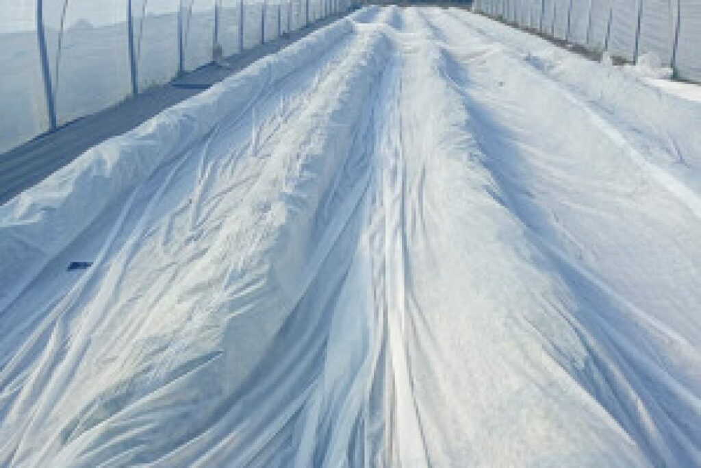 strawberry greenhouse frost