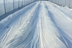 strawberry greenhouse frost