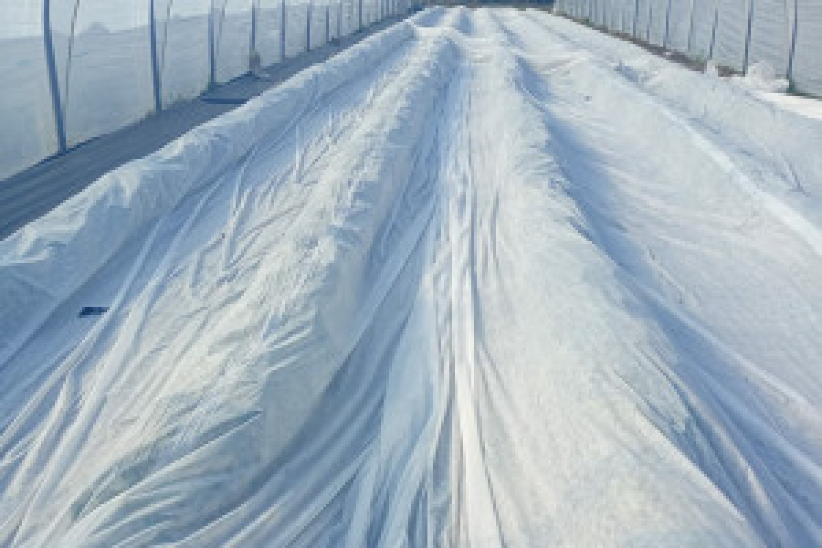 strawberry greenhouse frost