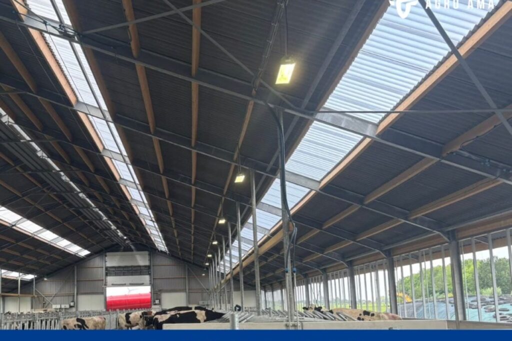 cow barn lighting