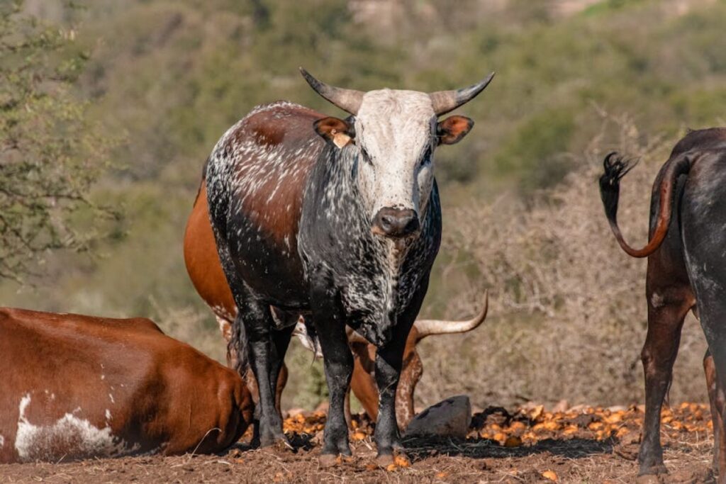 cattle bull