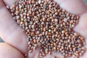 oilseed radish seeds