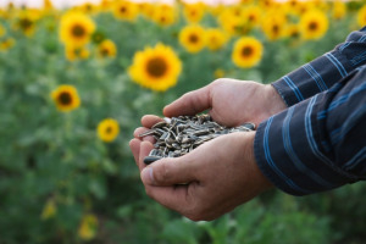 sunflower field harvest