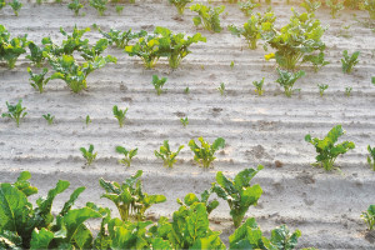 sugar beet seedlings field