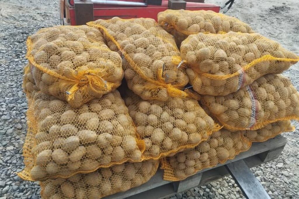 potatoes harvest
