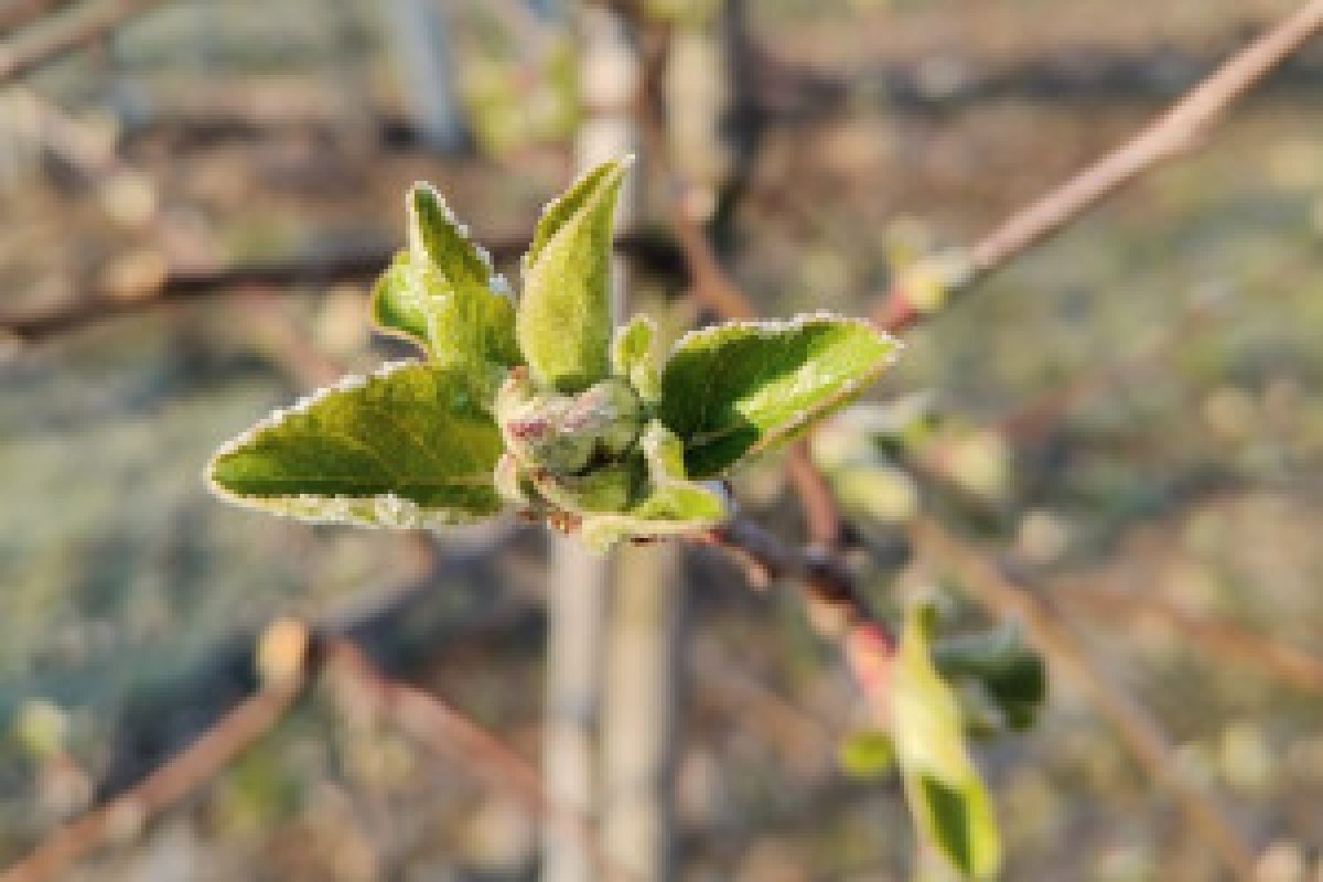 frosty meadow sunrise