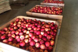 apple storage cold room