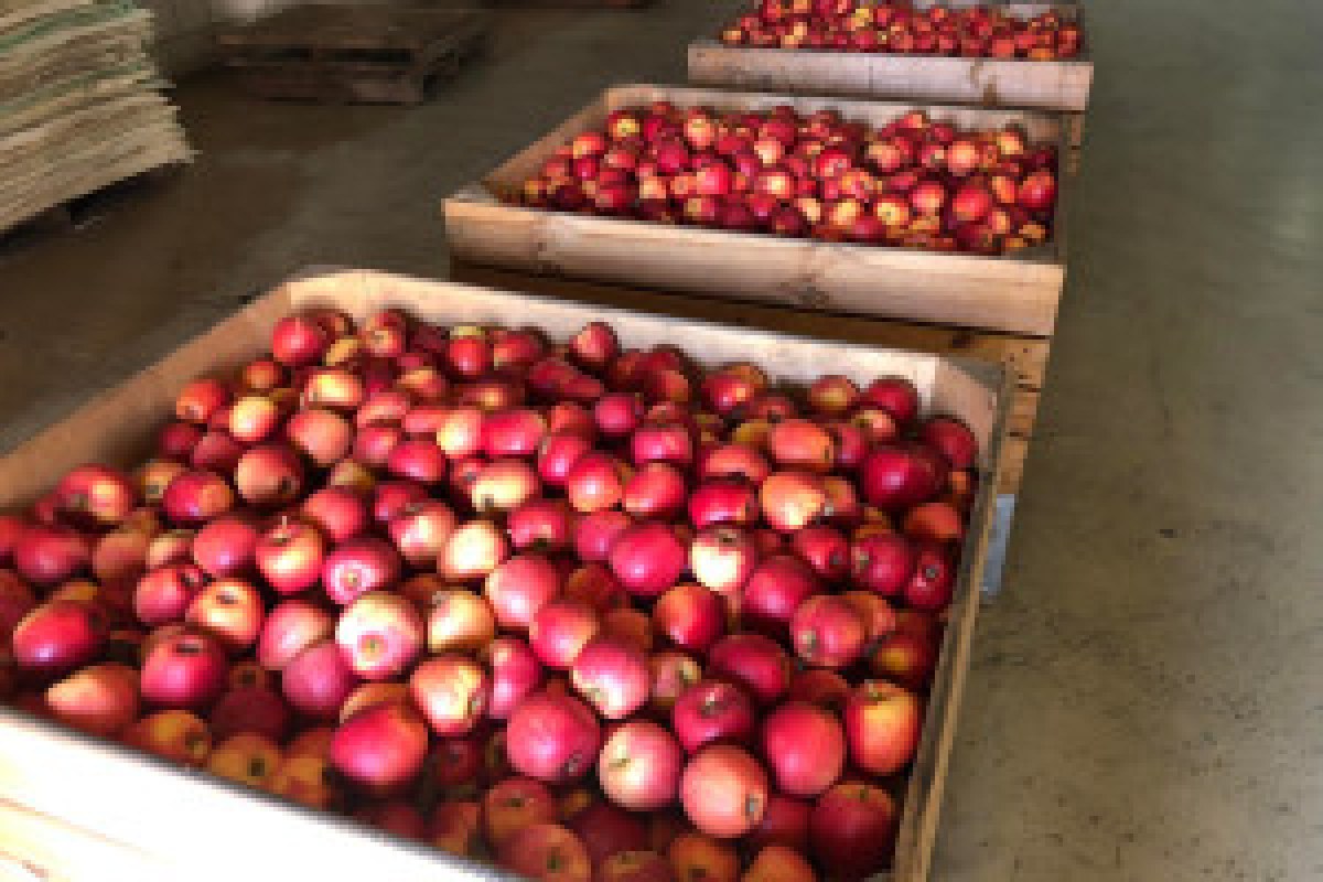 apple storage cold room