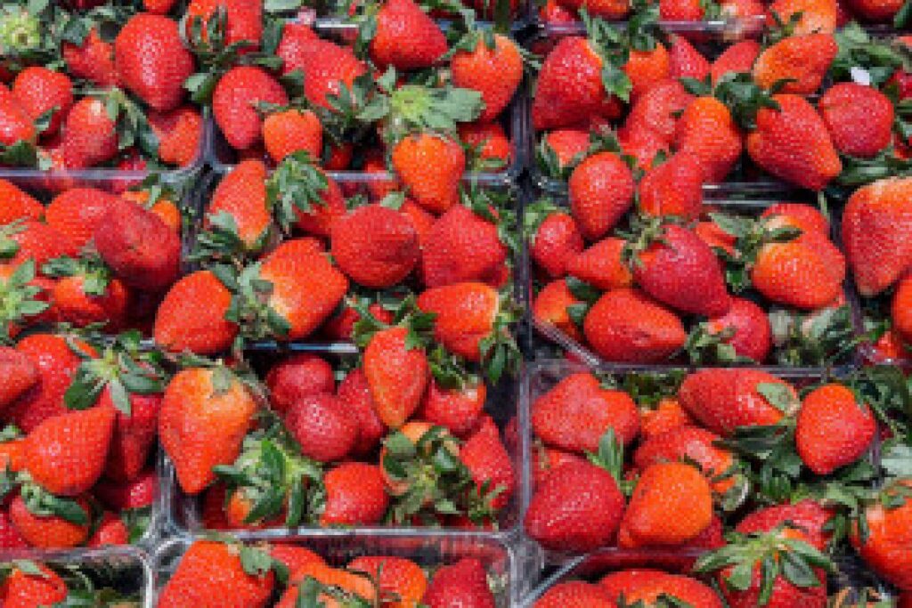 strawberry field harvest