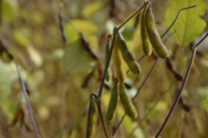 deforestation law consultation