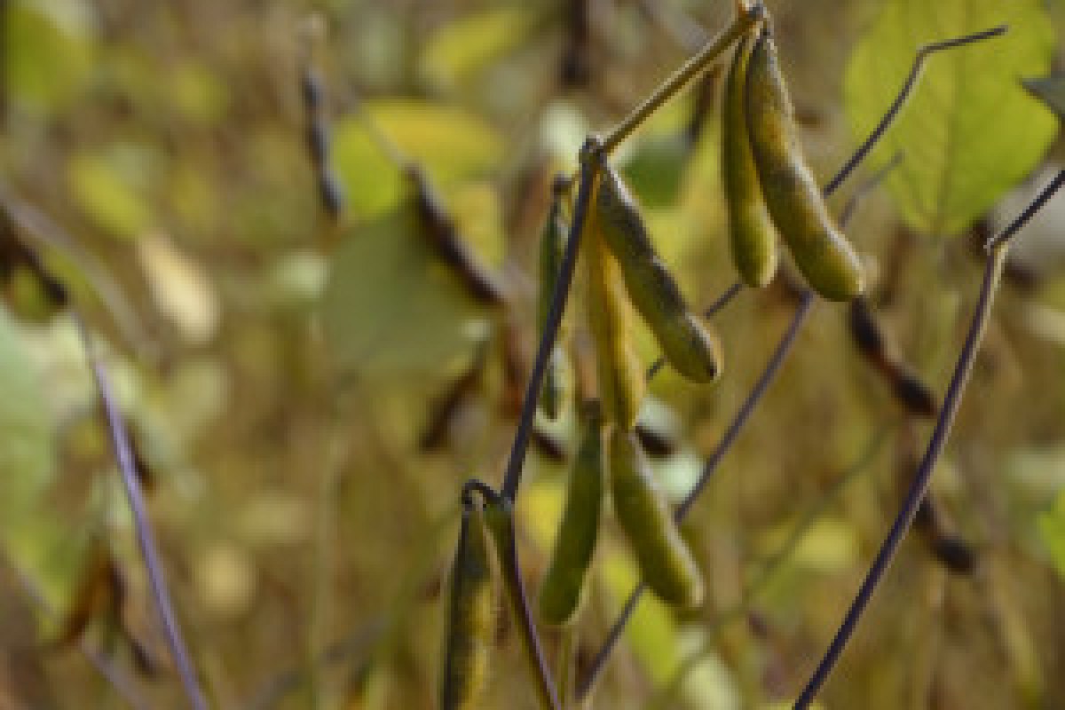 deforestation law consultation