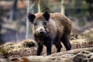 wild boar forest