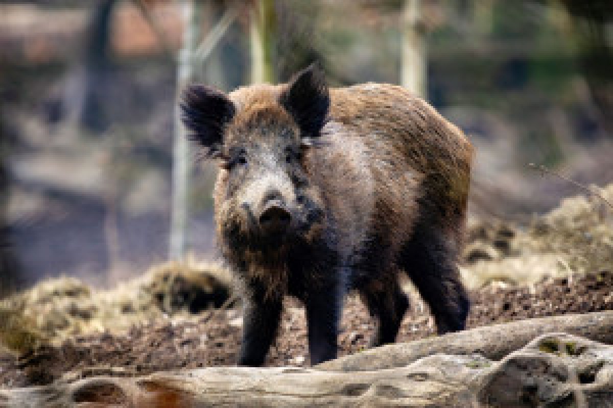 wild boar forest