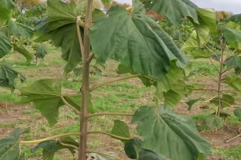 paulownia plantation