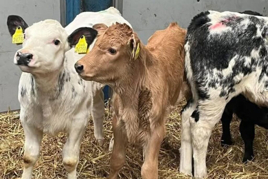 beef calves