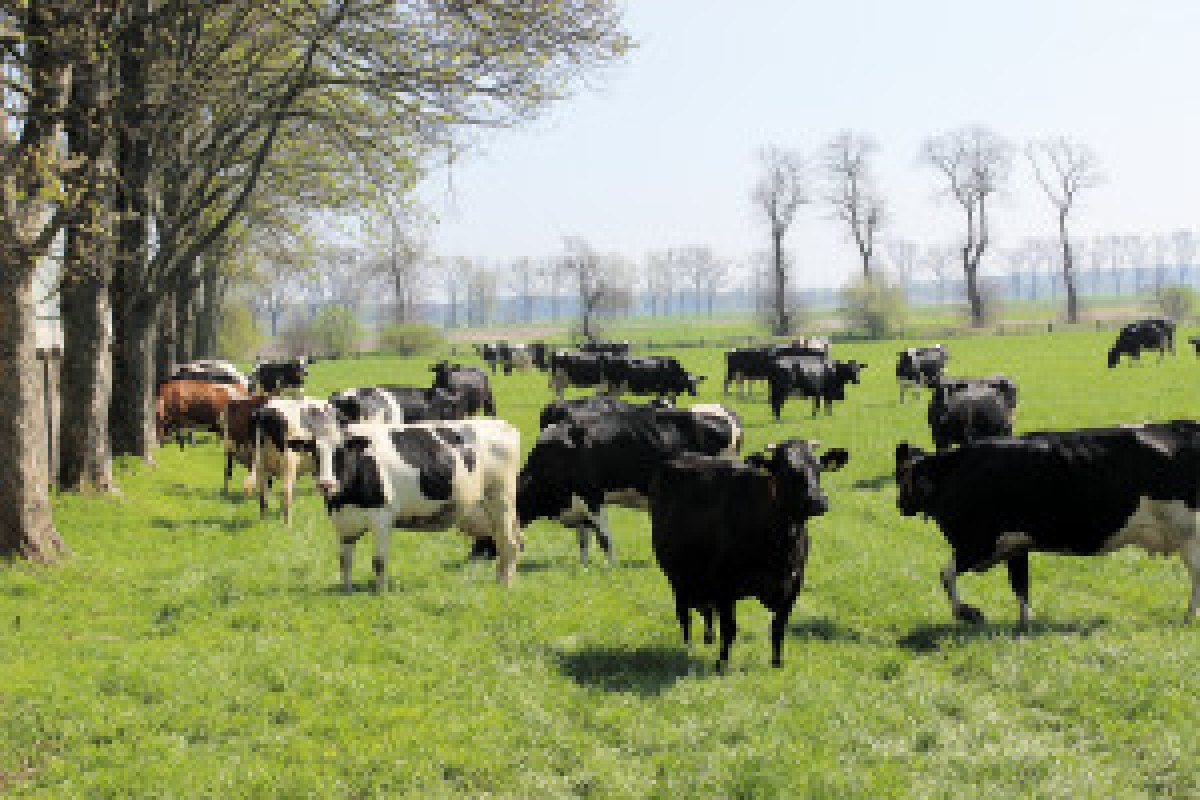 sheep farm landscape