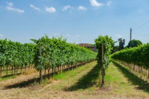 grapevine growth stages