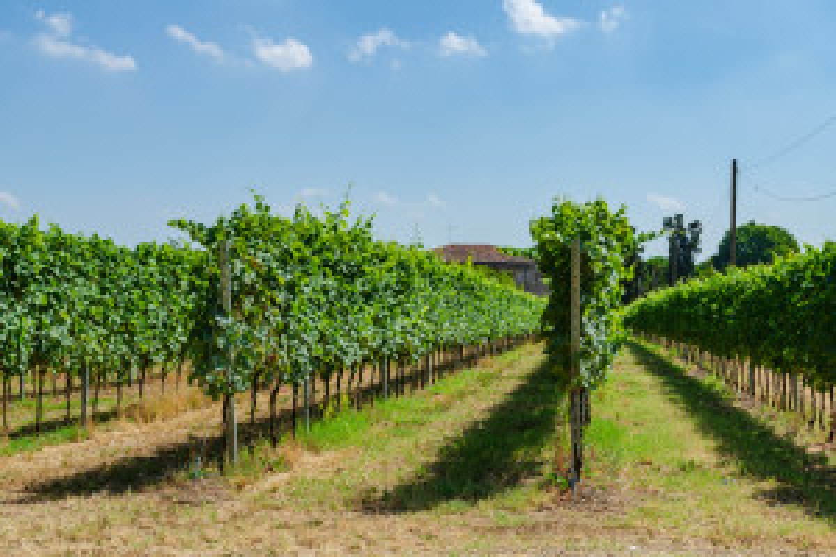grapevine growth stages