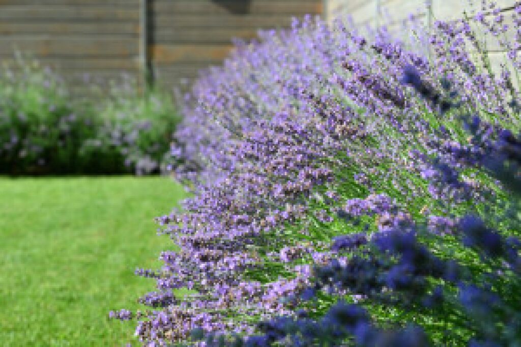 lavender pruning garden
