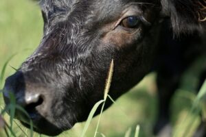 australian cattle farm