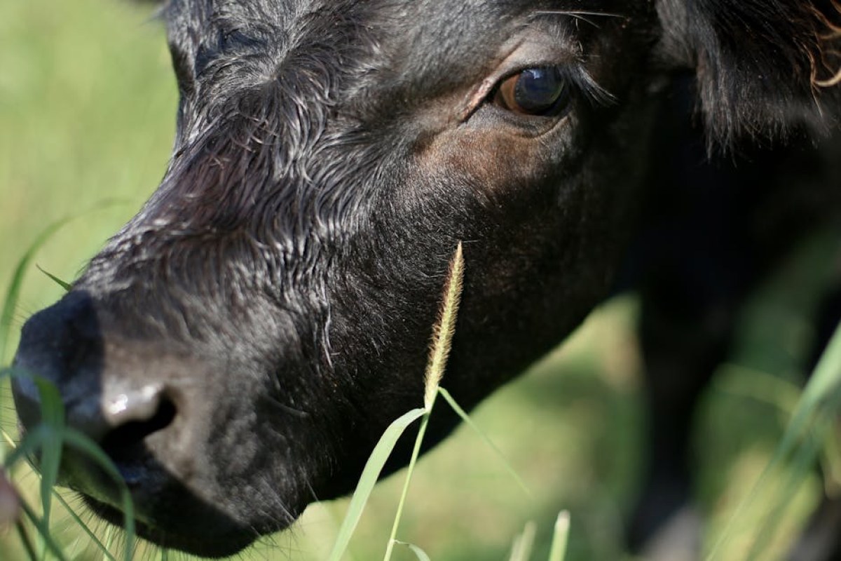 australian cattle farm