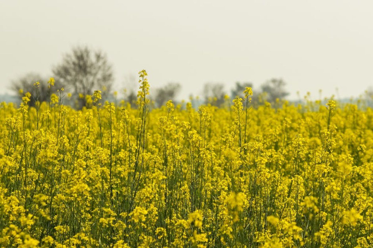 rapeseed field factory