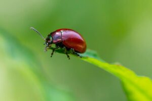 cereal leaf beetle