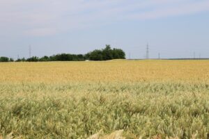 wheat field oil barrel