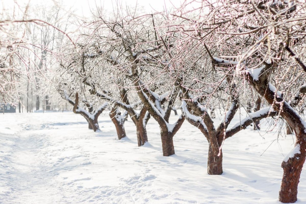 frost damaged orchard