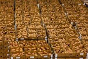 potato storage crisis