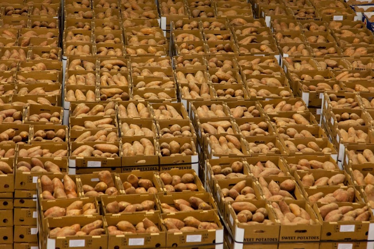 potato storage crisis