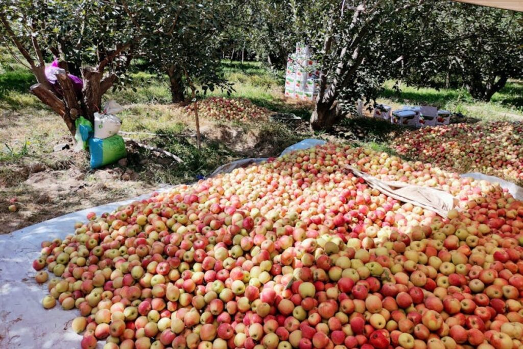 fruit orchard harvest