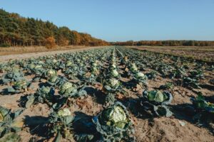 cabbage field harvest