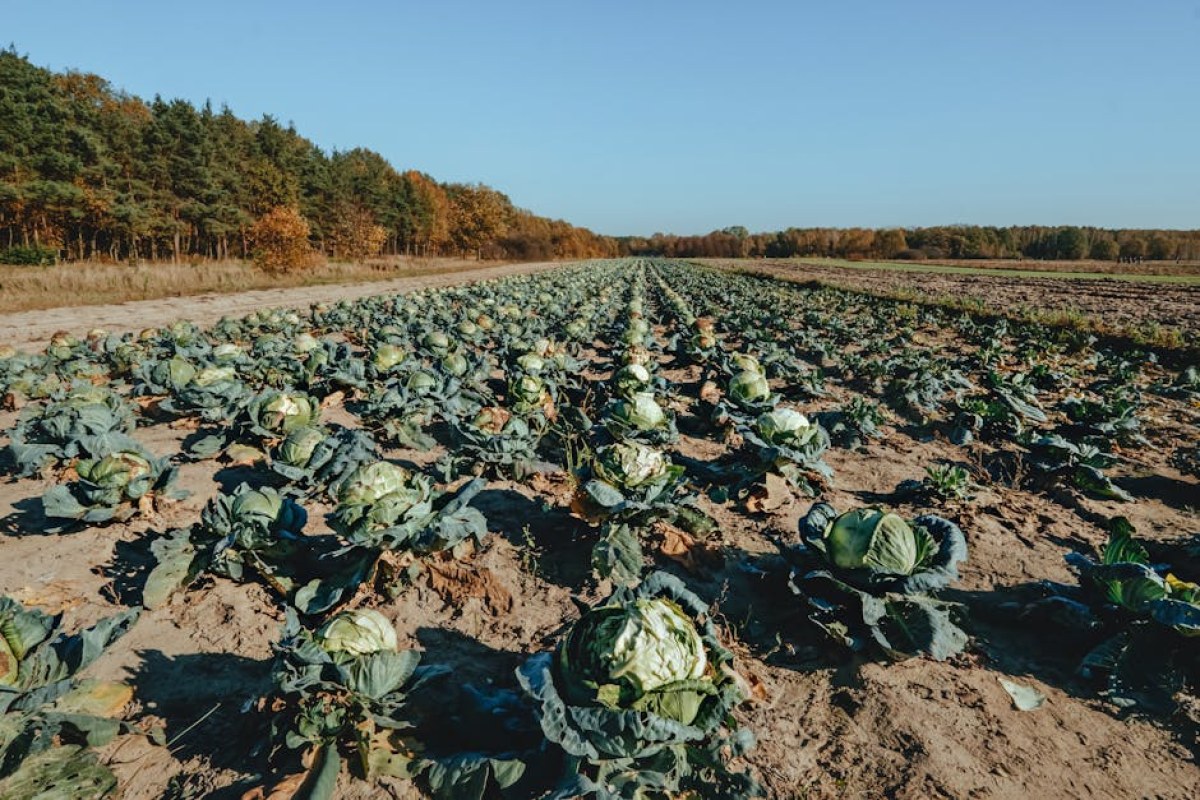 cabbage field harvest
