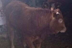 limousine bull field