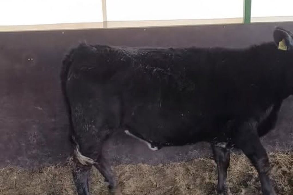 limousine heifer