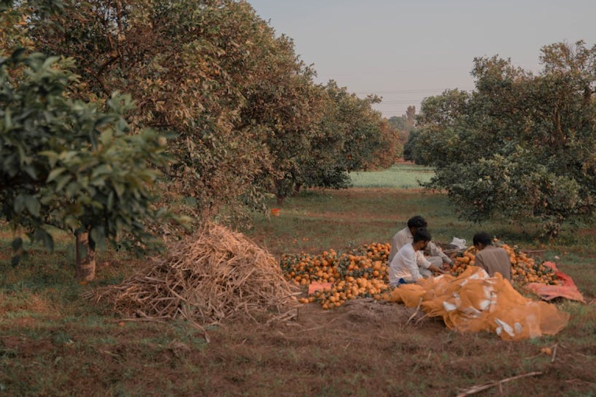 farm workers harvesting