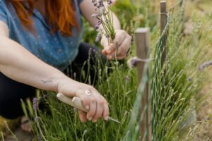 lavender pruning garden