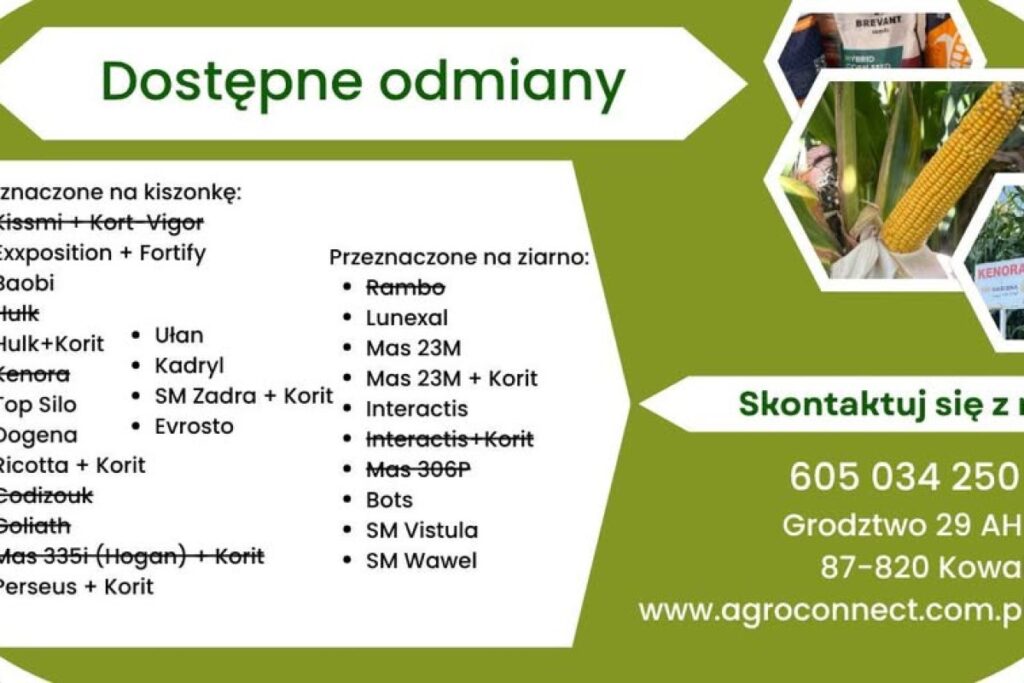 corn seeds varieties