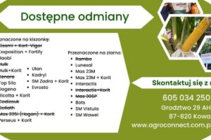 corn seeds varieties