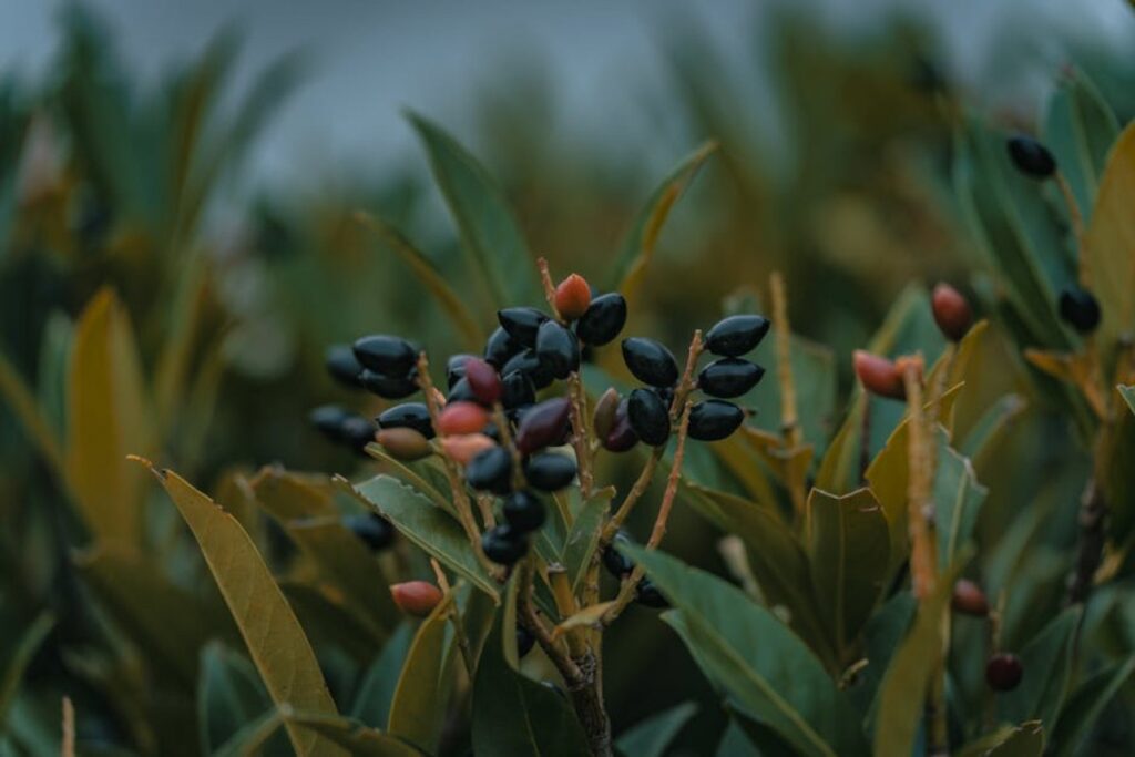 aronia berry plantation