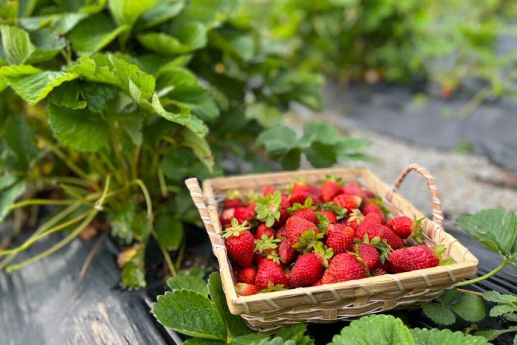 fresh strawberries basket