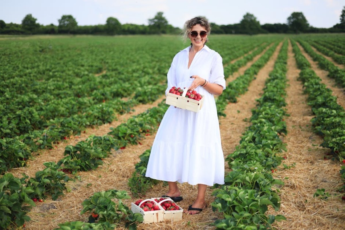 strawberry field harvest