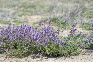 purple deadnettle flower