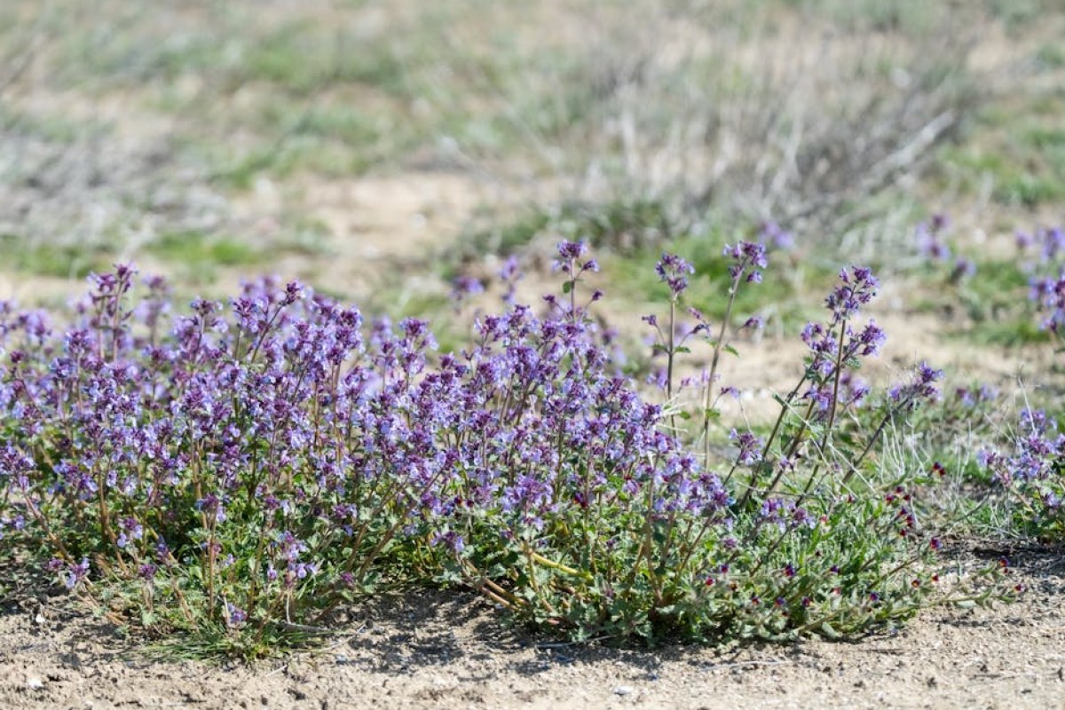 purple deadnettle flower
