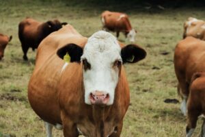 simmental cattle