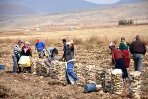 potatoes harvest